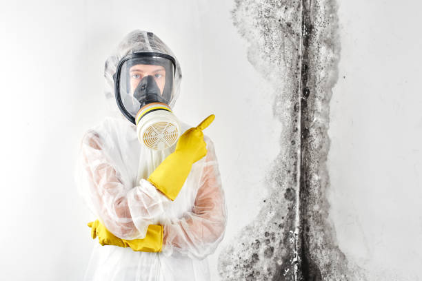 Trusted Vinton, IA Mold Inspection Experts